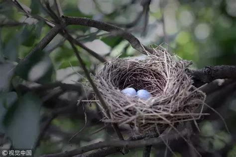 新居 風水 會築巢的鳥
